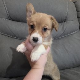 Sable Female - Sable female Pembroke Welsh Corgi puppy in Unicoi, Tennessee from East Tennessee Clark Corgis