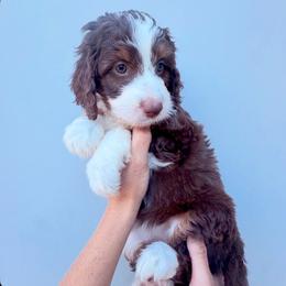 Ruth - Red tri-color female Aussiedoodle puppy in Orland, California from Shockley’s Elite Doodles
