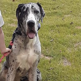 Great Danes from Triple D Danes