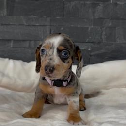 Luna - Dapple female Dachshund puppy in Goodyear, Arizona from AZ Royal Doxies llc