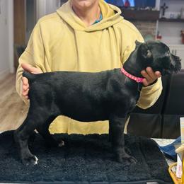 Sparrow - Black female Cane Corso puppy in Lubbock, Texas from Hub City Kennel