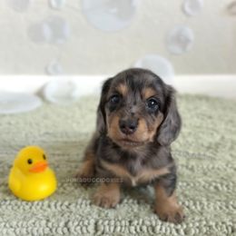 Ivory - Dapple female Dachshund puppy in Arizona from Vonaducci Doxies, LLC.