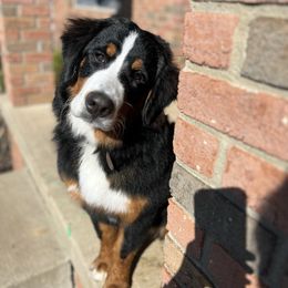 Novi - Tri-color female Bernedoodle puppy in Lexington, Ohio from Cairn Ridge Doodles