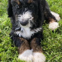 Bernedoodle Puppies from Sunset Family Farm