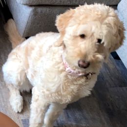 Blondie - Goldendoodle