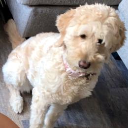 Blondie - Goldendoodle