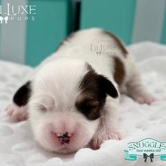 Morkie and Shorkie Puppies from Lil Luxe Pups