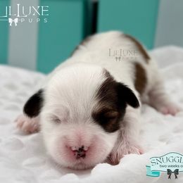 Morkie and Shorkie Puppies from Lil Luxe Pups