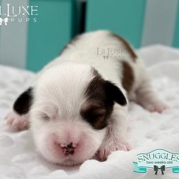 Morkie and Shorkie Puppies from Lil Luxe Pups