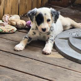 Gale (LUA, Longcoat) - White and black male Dalmatian puppy in Salem, Missouri from Paradise Spots Dalmatians