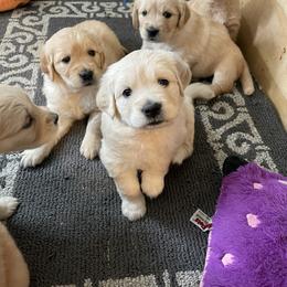 Golden Retriever Puppies from Millport Golden Retriever