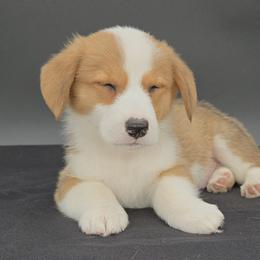 German Shepherd and Pembroke Welsh Corgi Puppies from J&R Shepherds & Corgis