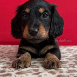 Silvio Dante - Black and tan male Dachshund puppy in Chandler, Arizona from Vonaducci Doxies, LLC.