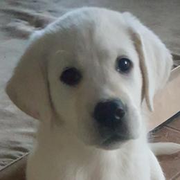 Girl 3 - Yellow female Labrador Retriever puppy in Arizona from Lily's White Labs