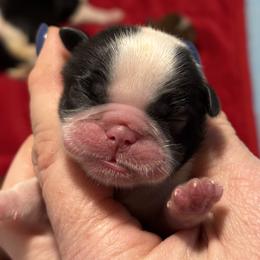 Cash - Black and white male Shih Tzu puppy in Sharon, Pennsylvania from Keystone Danes and Shih tzus