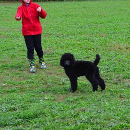 Poodle Puppies from D and D Standard Poodles