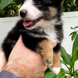 Miniature American Shepherd Puppies from Gulf Coast Minis