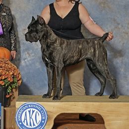 Sage - Cane Corso