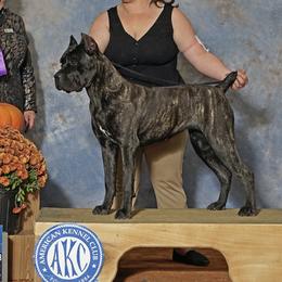 Sage - Cane Corso