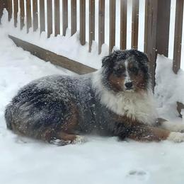 Australian Shepherd Puppies from Soggy Bottom Farms
