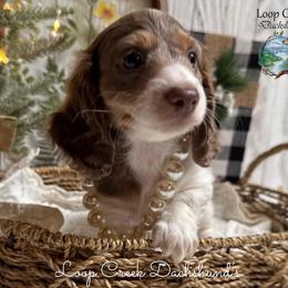 NessaRose - Piebald female Dachshund puppy in Fayetteville, West Virginia from Loop Creek Dachshunds