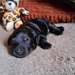 Chloe - Black and tan female Companion Cross puppy in Macon, Georgia from Shipoo Lane