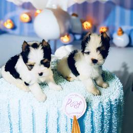 Biewer Terrier Puppies from Maddylane Biewer Terriers