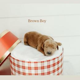 Brown Boy - Apricot male Goldendoodle puppy in Rio Linda, California from GoldendoodlePaw
