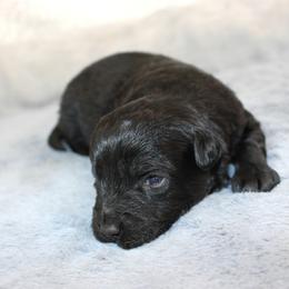 Beau - Black and white male Aussiedoodle puppy in Stokesdale, North Carolina from His and Hers Poodles and Doodles