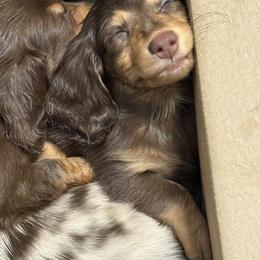 Dachshund Puppies from EntityDachs