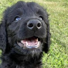 Bernedoodles and Goldendoodles from WaggingTailz