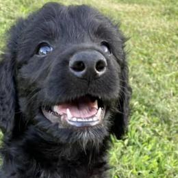 Bernedoodles and Goldendoodles from WaggingTailz