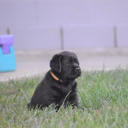 Labrador Retriever Puppies from Ronara Labradors
