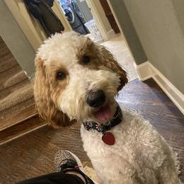Daisy - Goldendoodle