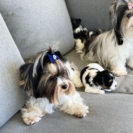 Biewer Terrier and Yorkshire Terrier Puppies from York Town California