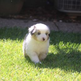 Talon - Blue merle male Miniature American Shepherd puppy in Philpot, Kentucky from MarLoWin Aussies