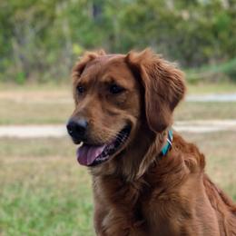 Reason - Golden Retriever