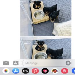 Yorkshire Terrier Puppies from Happy Little Yorkies