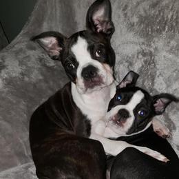 Boston Terrier Puppies from Lola’s House of Bostons & Rescue