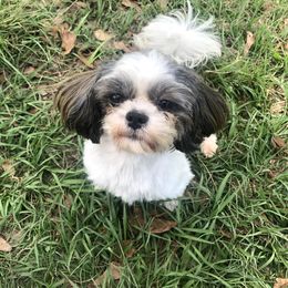 Honey - Shih Tzu