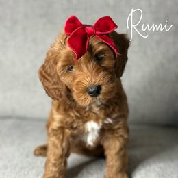 Australian Labradoodle Puppies from Miami Australian Labradoodles