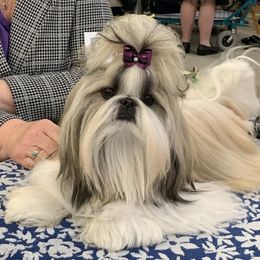 Cocker Spaniel and Shih Tzu Puppies from Newsong Cockers & Shih Tzu