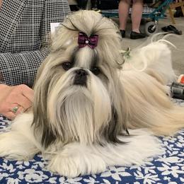 Cocker Spaniel and Shih Tzu Puppies from Newsong Cockers & Shih Tzu