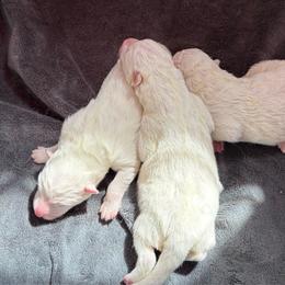 Tootsie - White female Samoyed puppy in Atkinson, Nebraska from Sandhills Samoyeds