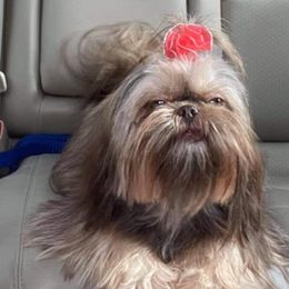 Winnie  - Shih Tzu