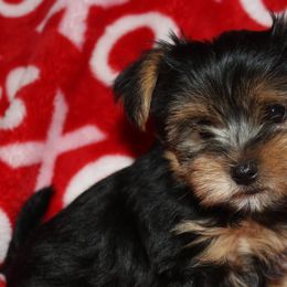 Yorkshire Terriers from Yorkie Love