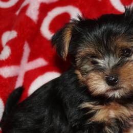 Yorkshire Terriers from Yorkie Love