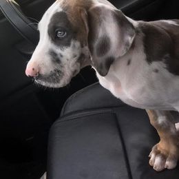 Great Dane Puppies from Double R Danes
