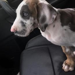Great Dane Puppies from Double R Danes
