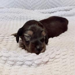Shaded red boy - Red male Dachshund puppy in Beaver, Pennsylvania from Meaden’s Mini Dachshunds